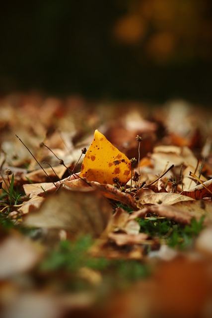 欧洲杯历史最佳阵容评选