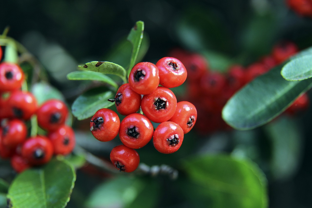 36岁中国金花张帅拿到本赛季第三冠!WTA排名升至第89位!锁定澳网正赛席位!